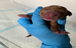 Cockapoo dogs for sale: 3 Stunning Dark Red Cockapoo Puppies - Image 26