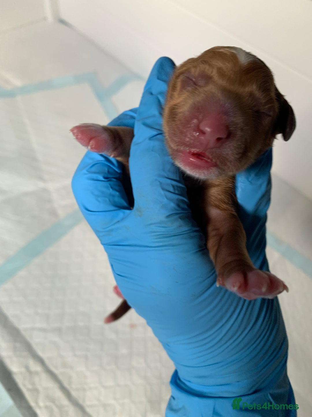 Cockapoo dogs for sale: 3 Stunning Dark Red Cockapoo Puppies - Image 26
