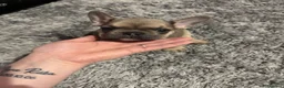 French Bulldog dogs for sale: 100% Purebred French Bulldog Puppies - Advert 6