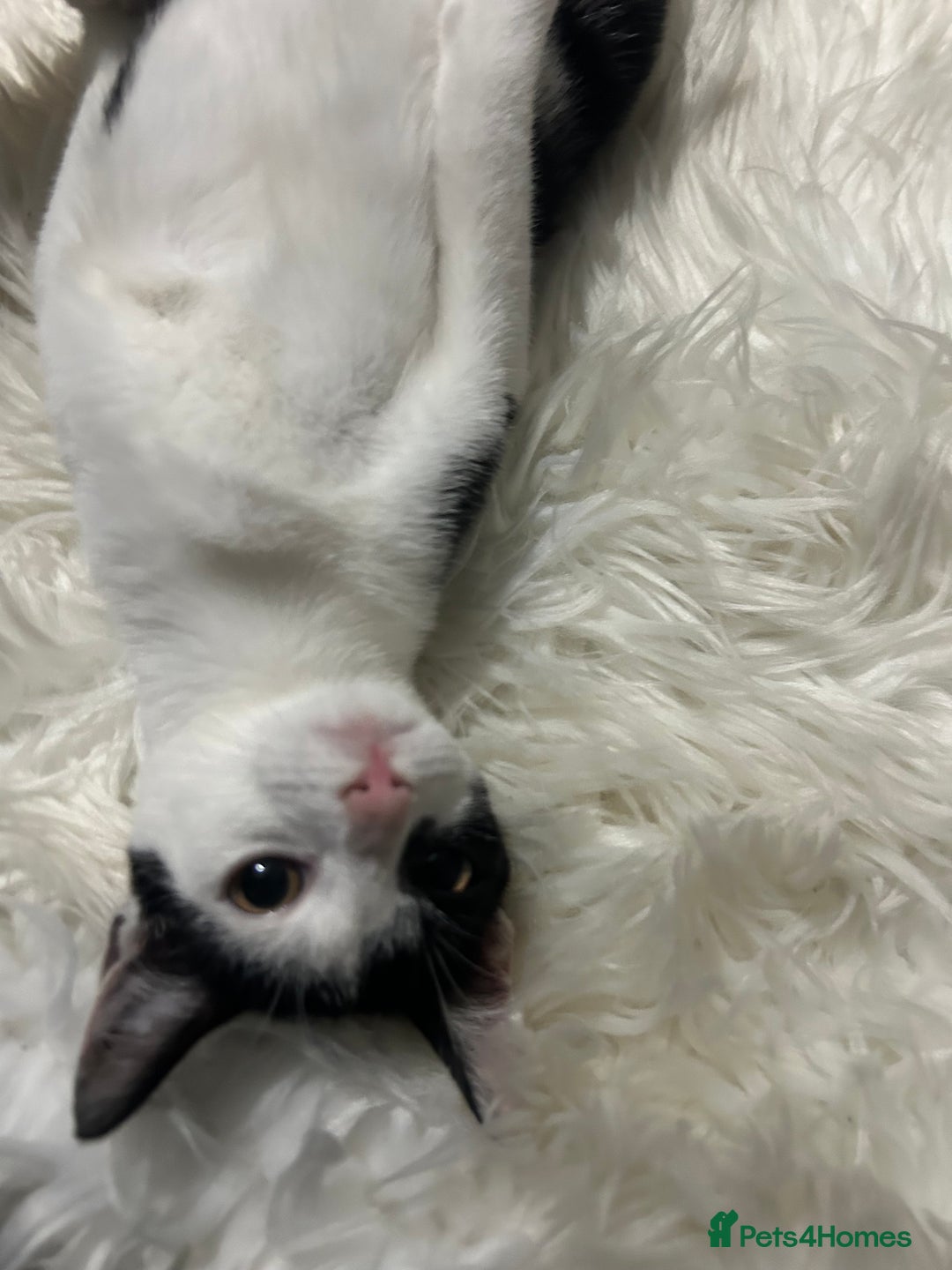 Toyger cats for sale: 3 beautiful toyger kittens ready to go!  - Advert 3