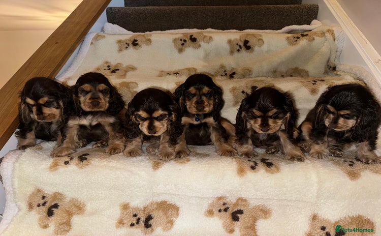 Cocker Spaniel dogs in Walsall - Advert 1