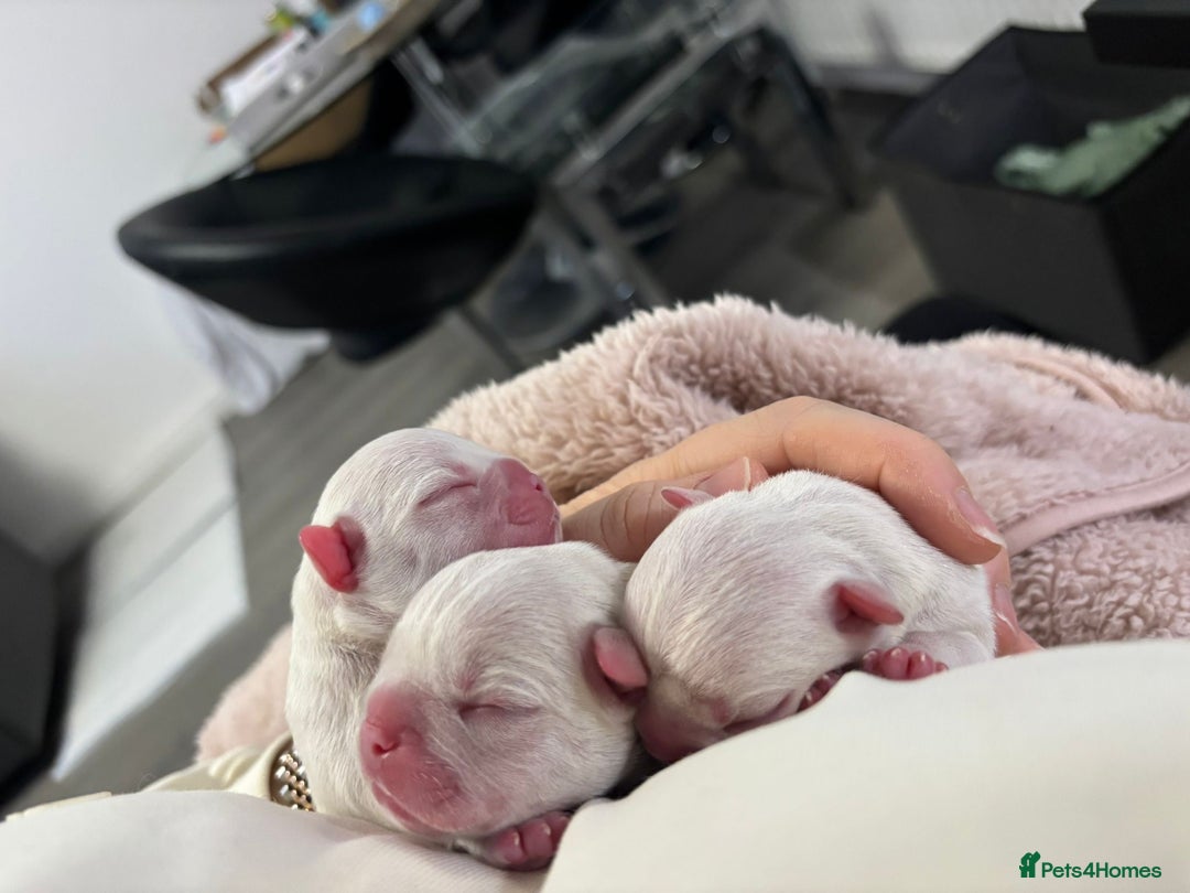 French Bulldog dogs for sale: Platinum Lilac Intensity - Fluffy Carriers - Advert 2