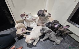 French Bulldog dogs for sale: French buldog puppies - Image 1