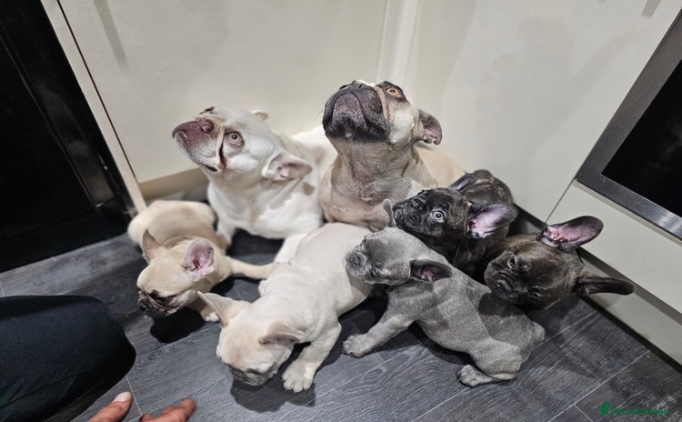 French Bulldog dogs - Advert 16