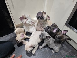 French Bulldog dogs - Advert 10