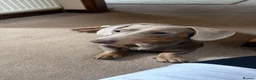 Dachshund dogs for sale: Dachshund  - Advert 7
