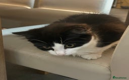Mixed Breed cats for sale: 4 Loving Cats Seeking Forever Homes - Image 12