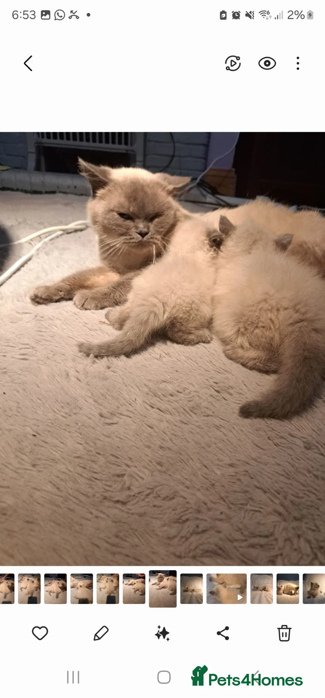 British Shorthair cats for sale: British Shorthair kittens for sell  - Advert 2