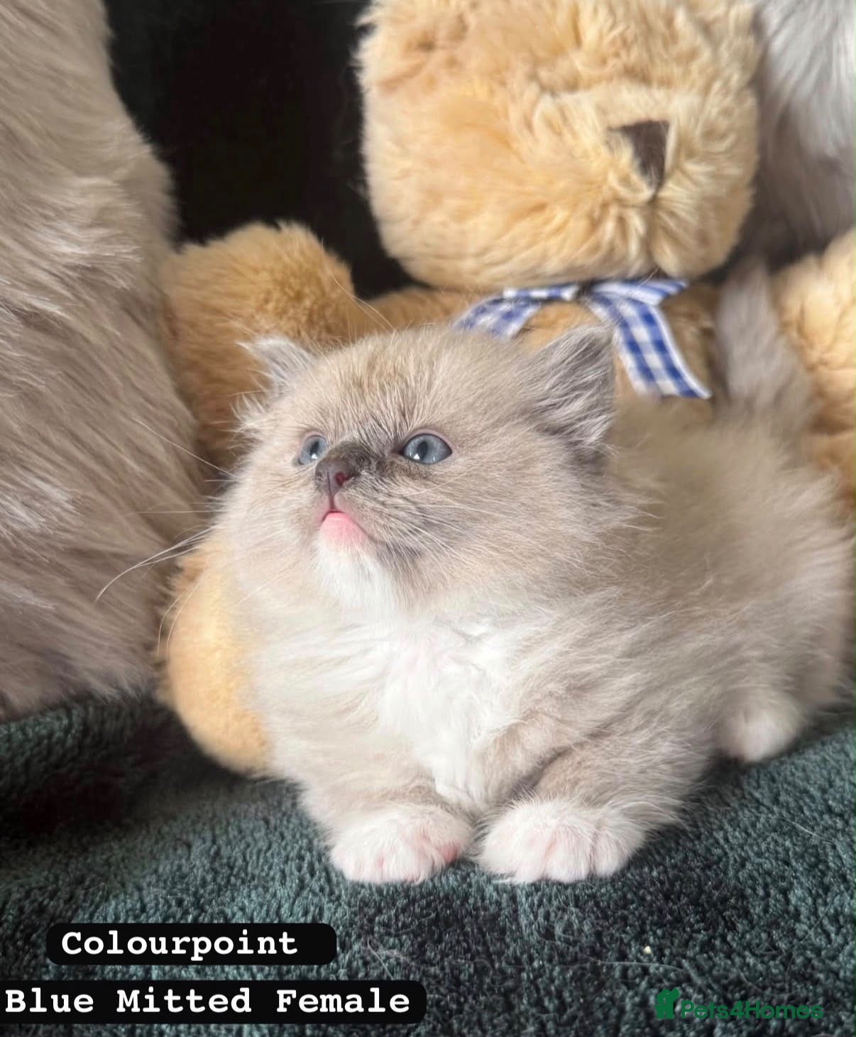 Ragdoll cats Ragdoll kittens - Advert 2