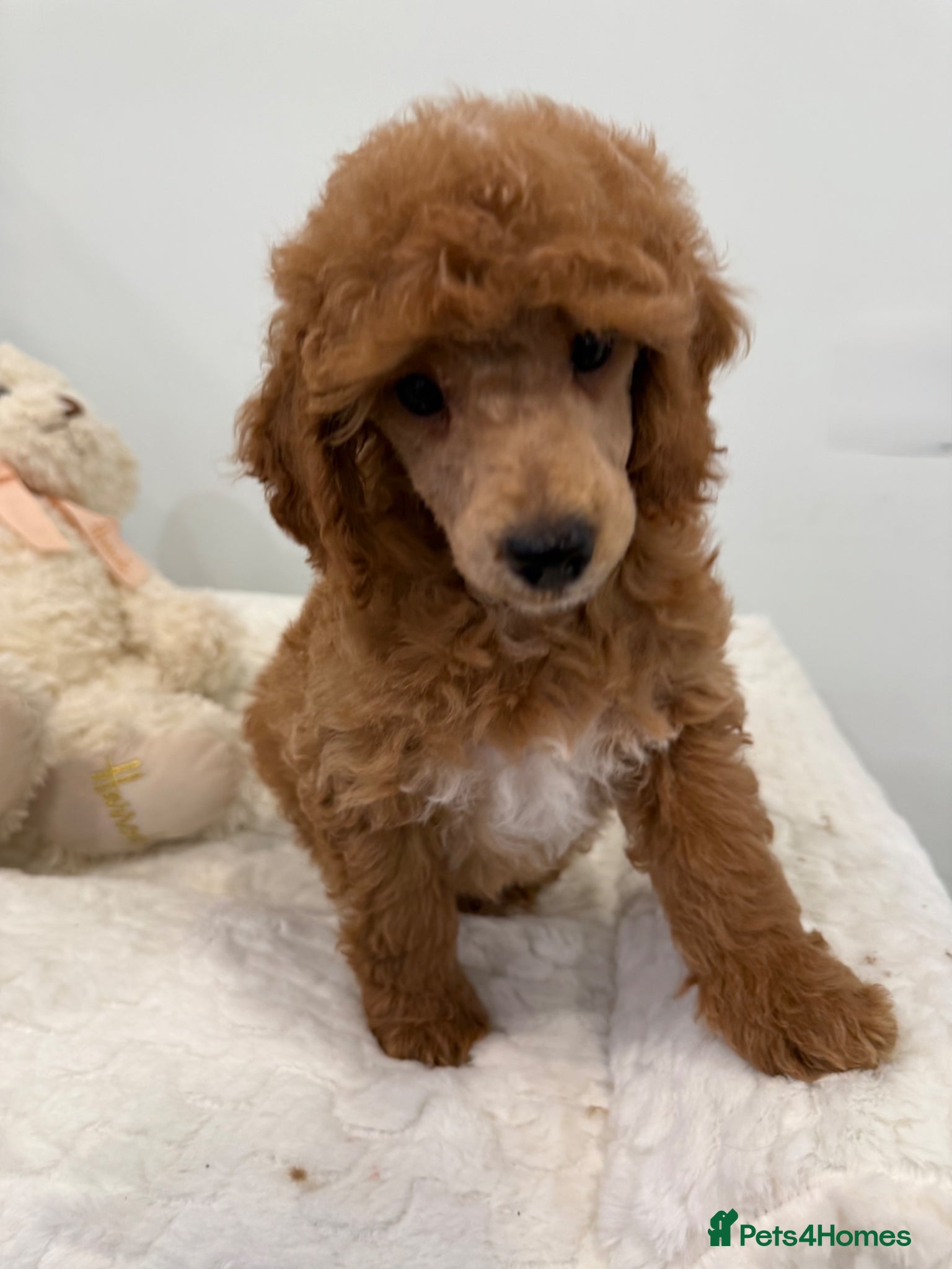 Miniature Poodle dogs 1 stunning boy available. Full kc & DNA clear.  - Advert 1