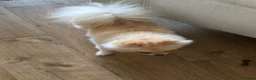 Pomeranian dogs for sale:  Pomeranian girl looking for a forever home.  - Advert 6