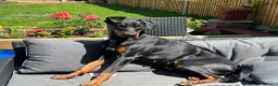 Dobermann dogs for sale: 9 Doberman Puppies- Ready to leave 6th June - Advert 35
