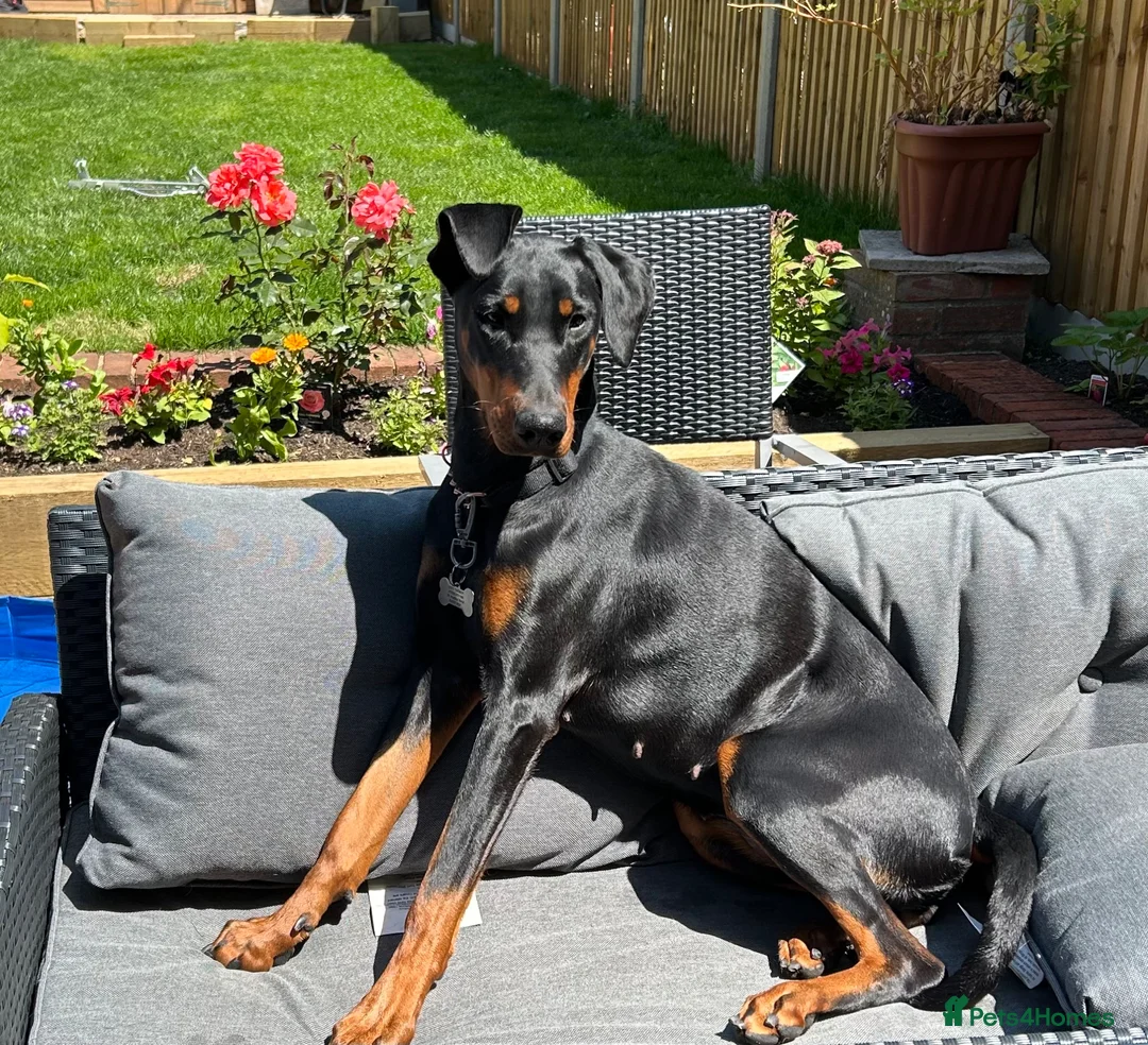 Dobermann dogs for sale: 9 Doberman Puppies- Ready to leave 6th June - Advert 35