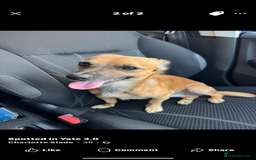 Jack Chi dogs for sale: Jack chi  - Advert 4