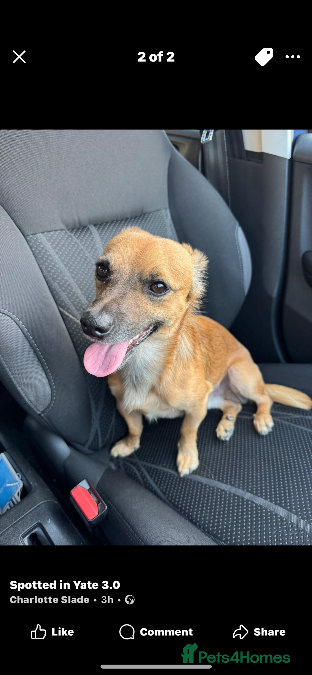 Jack Chi dogs for sale: Jack chi  - Advert 4