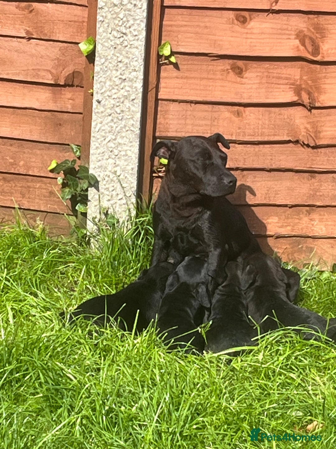 Patterdale Terrier dogs for sale: Patterdale terrier pups  - Image 8