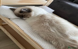 Ragdoll cats for sale: Brother Sister Ragdolls for Rehoming  - Image 30