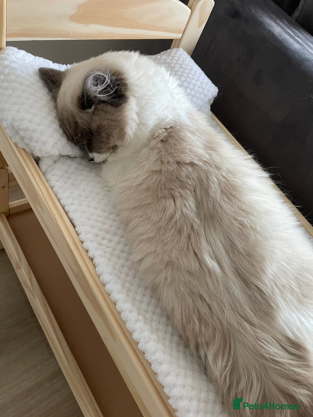 Ragdoll cats for sale: Brother Sister Ragdolls for Rehoming  - Image 30
