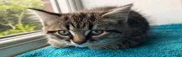 Mixed Breed cats for sale: Three chilled out goofballs - Advert 26