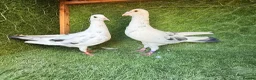 Pigeons birds for sale: Premium Breeding Pigeons Top Quality Pairs Availab - Advert 36