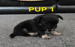 Chihuahua dogs for sale: Beautiful small.long haired chihuahua boys - Image 3