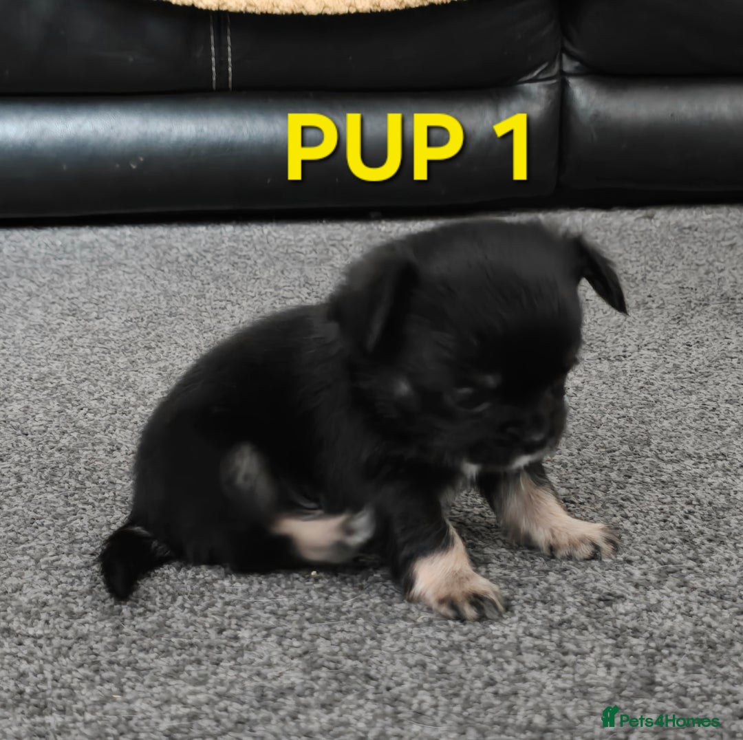Chihuahua dogs for sale: Beautiful small.long haired chihuahua boys - Image 3