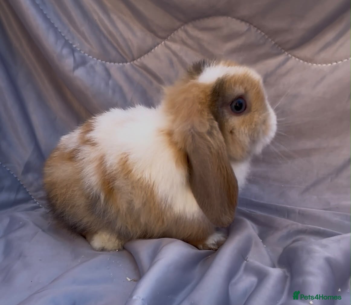 Mini Lop rabbits READY TO LEAVE BEAUTIFUL MINI LOP BABIES  - Advert 16