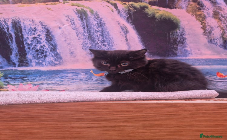 Mixed Breed cats - Advert 5