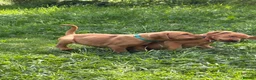 Mixed Breed dogs for sale: 8 beautiful red Vizslador puppies vizsla Labrador  in Ipswich - Advert 14