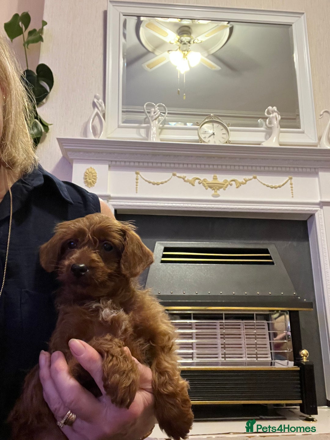 Poodle dogs for sale: Adorable Poodle Puppies For Sale. - Advert 4