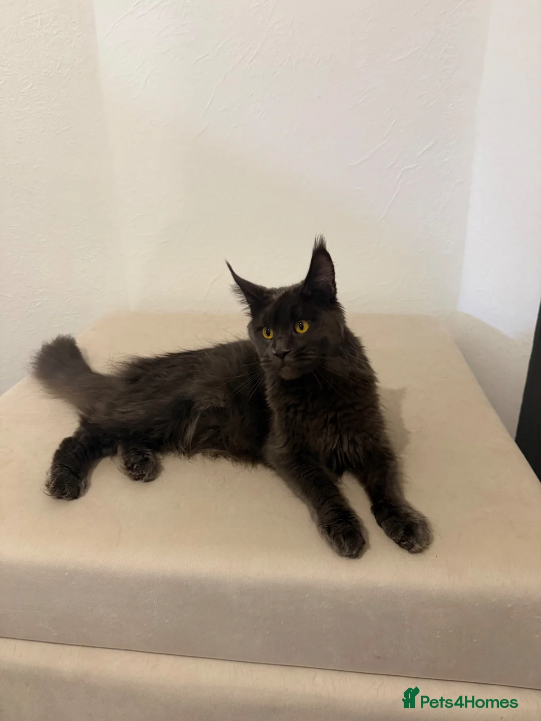 Maine Coon cats for sale: Pedigree GCCF Russian Kazakhstan import line - Advert 2