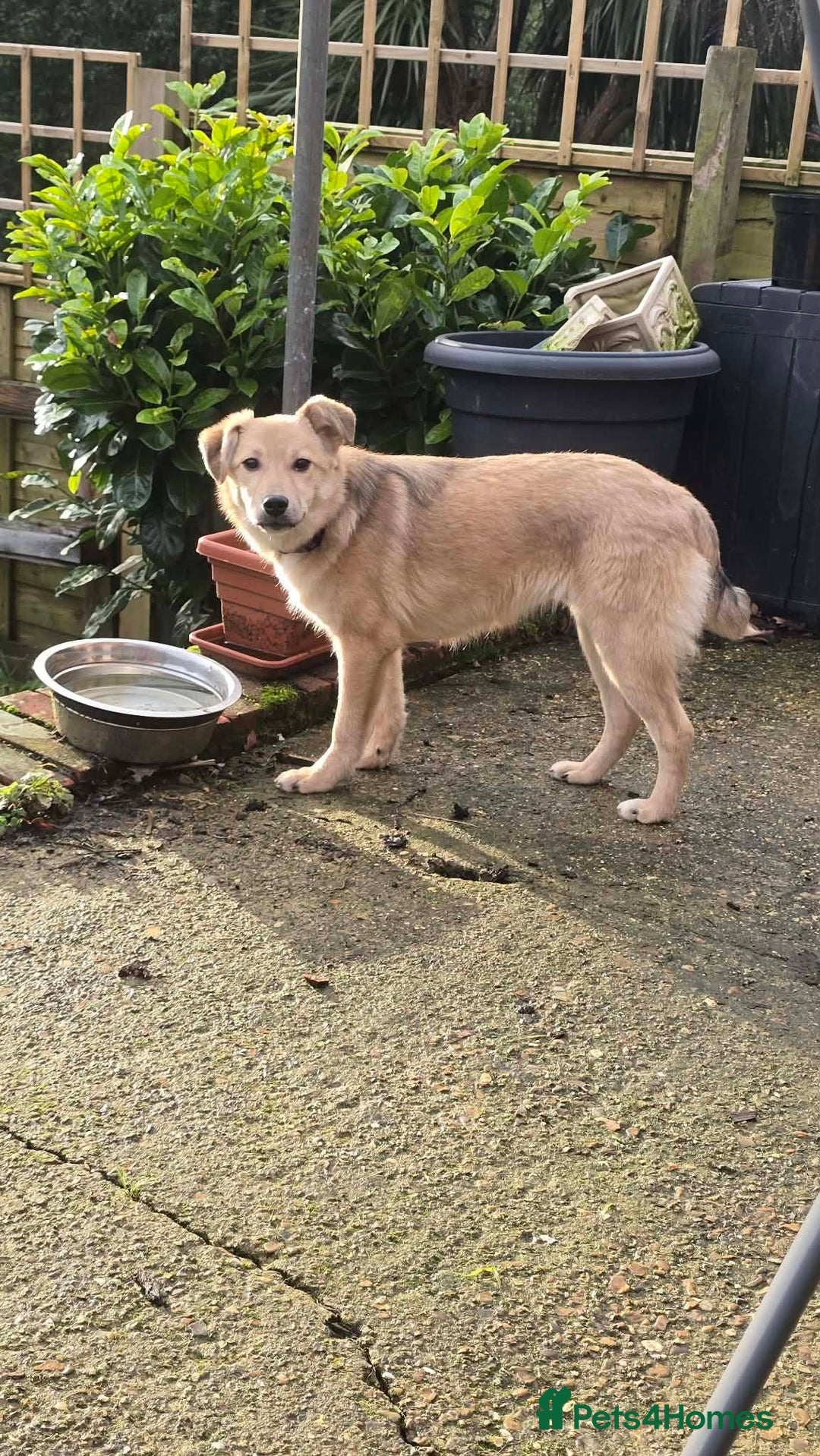 Mixed Breed dogs for adoption: Aramis for adoption - Advert 10