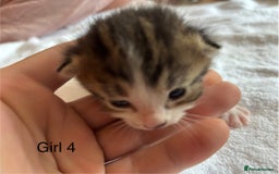 Domestic Shorthair cats for sale: 4 kittens for sale  - Image 10