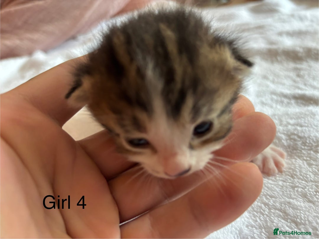 Domestic Shorthair cats for sale: 4 kittens for sale  - Image 10