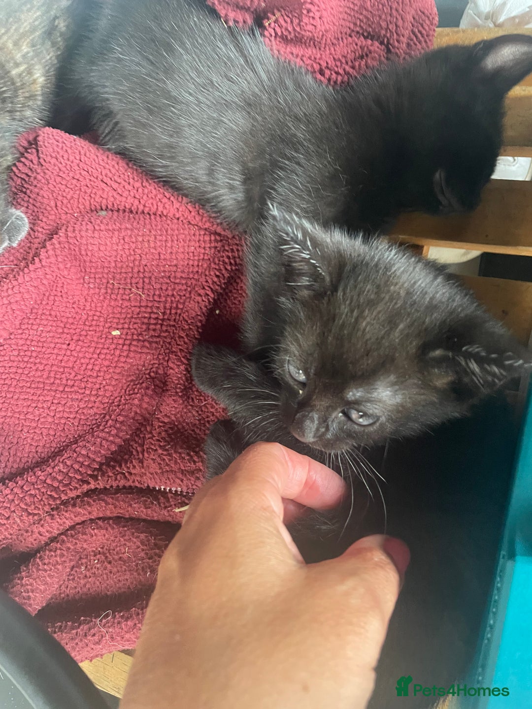 Mixed Breed cats for sale: 4 beautiful mixed / BSH kittens  - Image 6