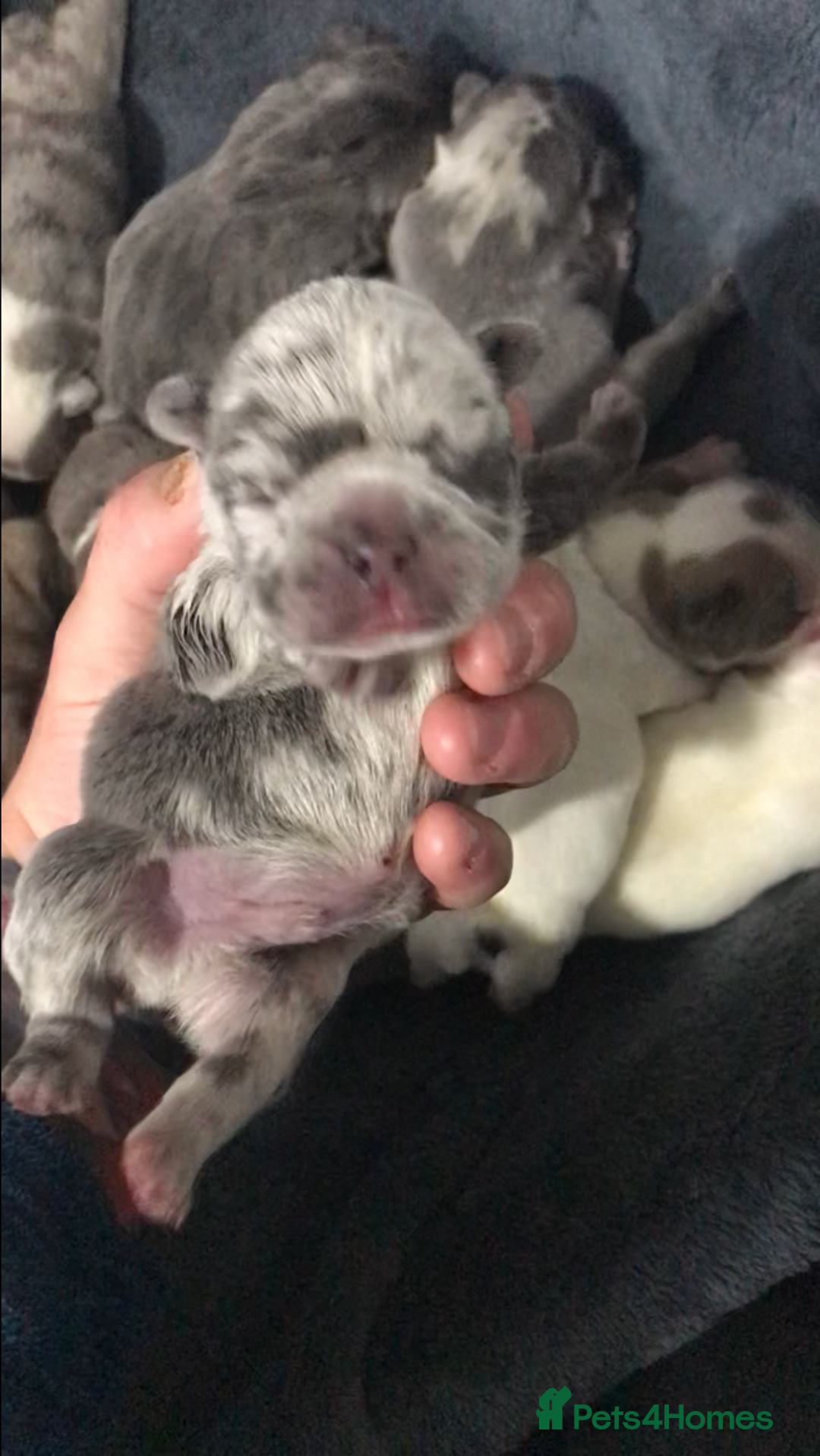 French Bulldog dogs for sale: French bulldog kc registered  - Image 7