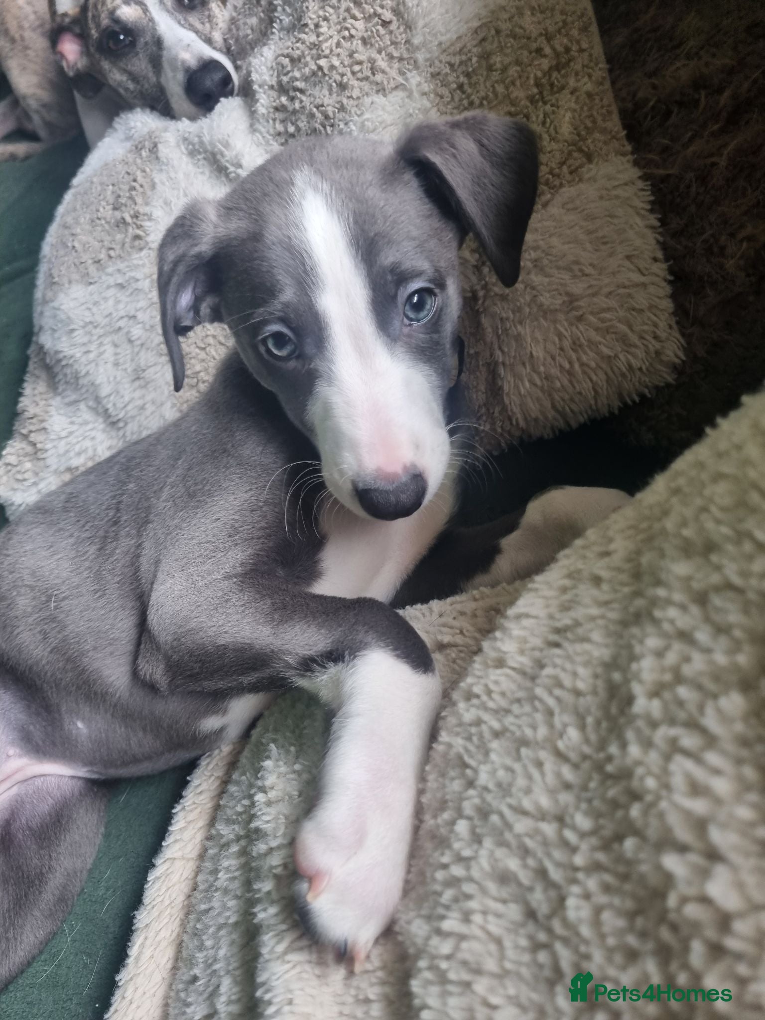 Whippet dogs LAST GIRL!  Health checked  UNIQUE WHIPPETS  - Advert 2