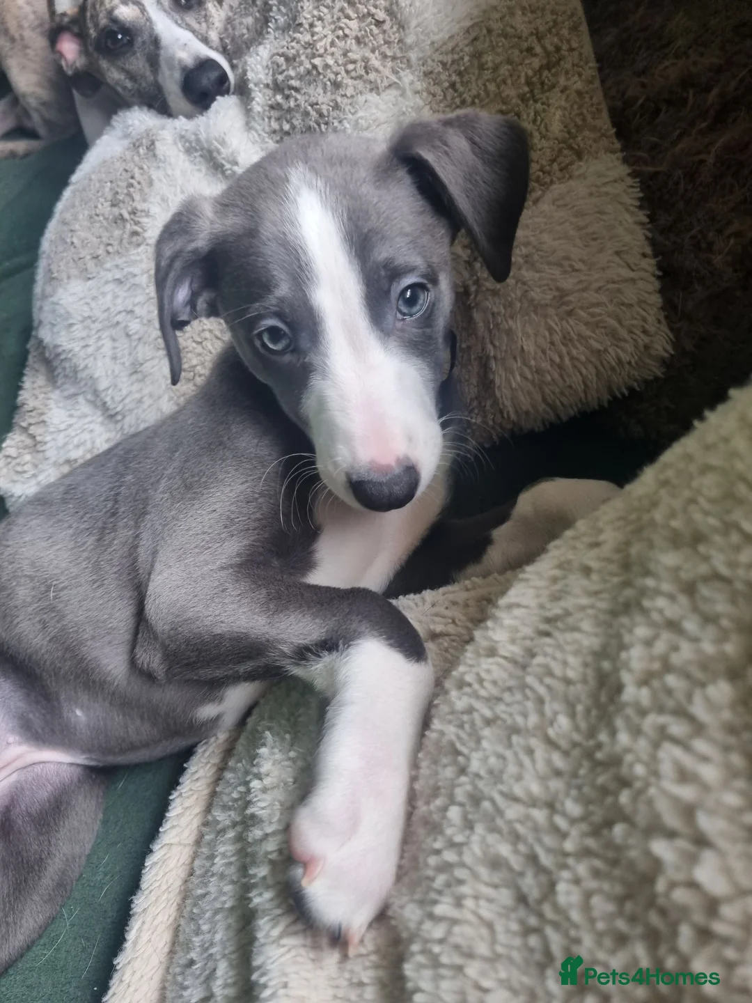 Whippet dogs for sale: REDUCED! LAST GIRL!  Health checked - Advert 23