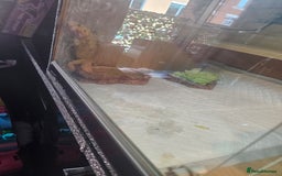Bearded Dragon reptiles for sale: Breaded dragen  - Image 1