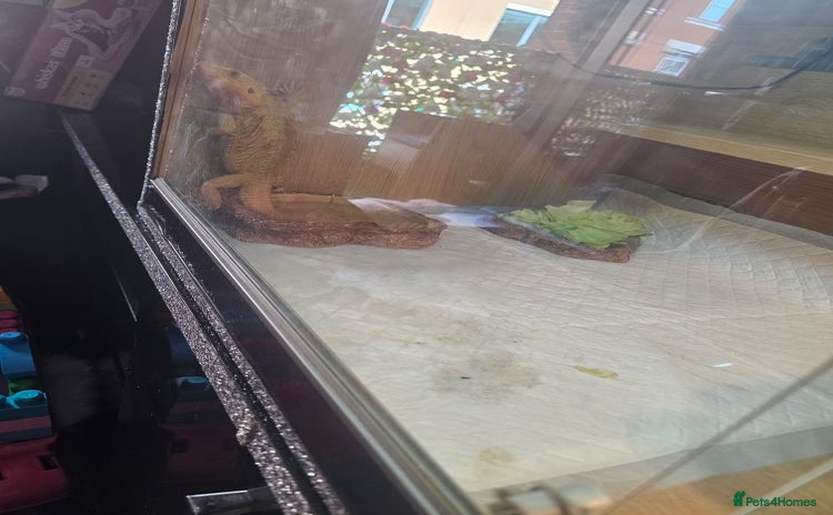 Bearded Dragon reptiles - Advert 1