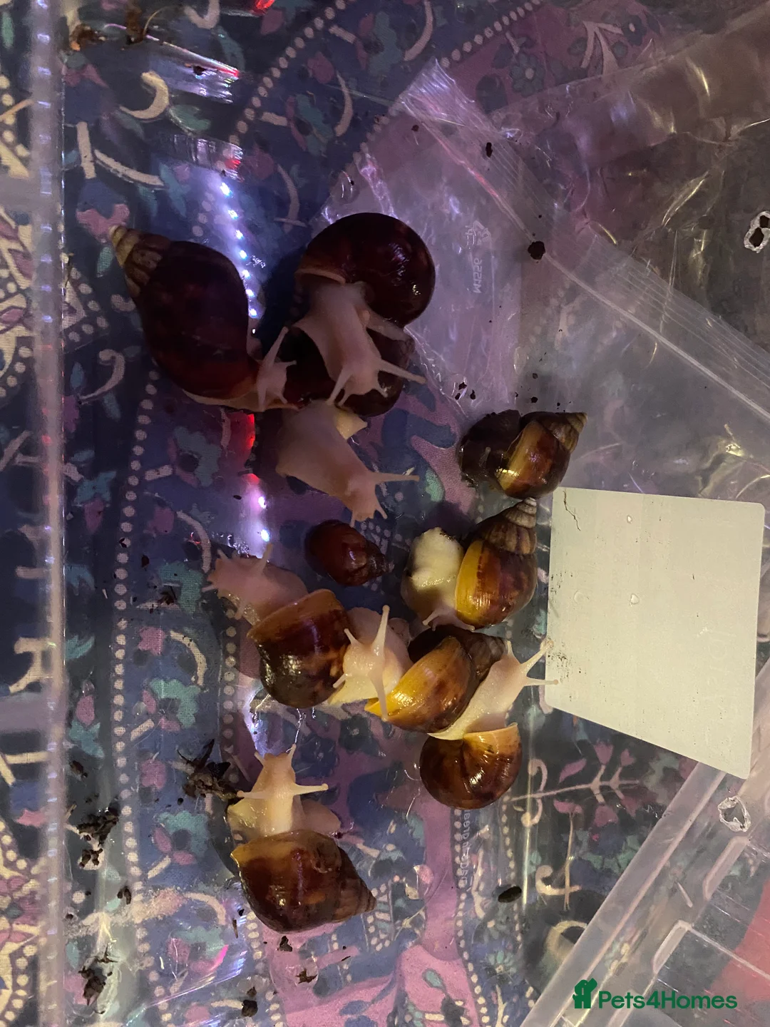 Snails invertebrates for sale: Giant African land snails  - Advert 2