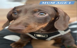 Miniature Dachshund dogs for sale: Miniature dachshund pups - Image 20