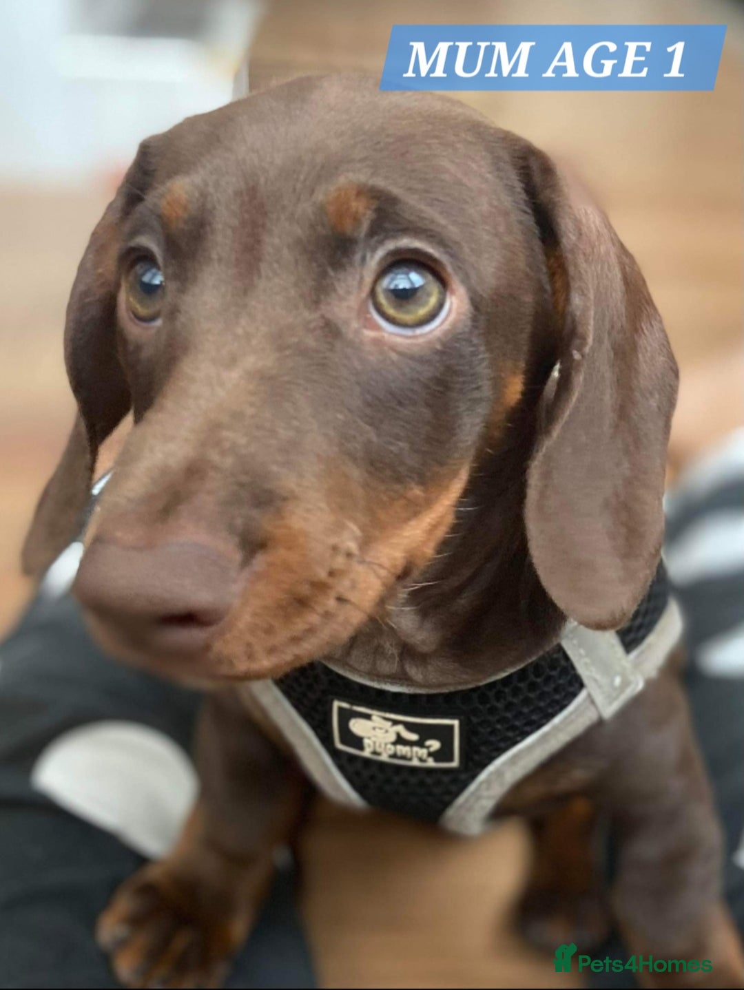 Miniature Dachshund dogs for sale: Miniature dachshund pups - Image 20