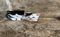 Domestic Shorthair cats for sale: 3 black and white farm kittens - Image 5