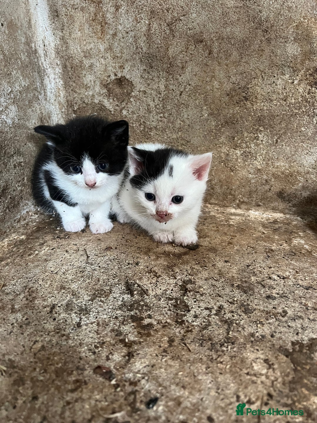 Domestic Shorthair cats for sale: 3 black and white farm kittens - Image 5