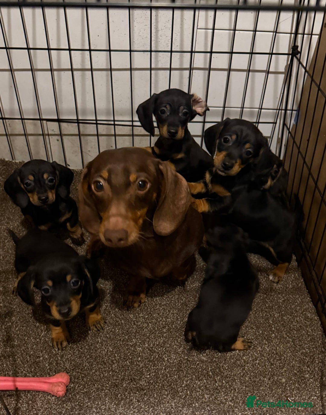 Miniature Dachshund dogs for sale: Miniature Dachshund  - Advert 5