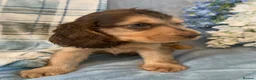 Cocker Spaniel dogs for sale: Show type cocker spaniel puppy’s  - Advert 19