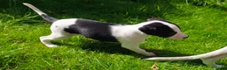 Whippet dogs for sale: 1 Girl Left - KC Whippet Puppies in Aberdeenshire - Advert 20