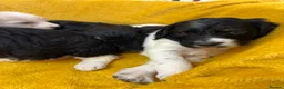 Bernedoodle dogs for sale: Stunning bernedoodle puppies  - Advert 29