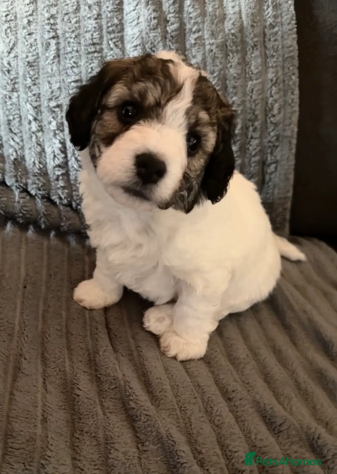 Jackapoo dogs for sale: Gorgeous Jackapoo Puppy ONE BOY LEFT  - Advert 1